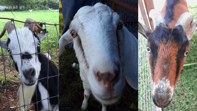 Illustration for article titled The Best Way to Remove Invasive Species? Greedy Goats